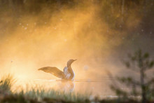 Red Throated Loon In Fog