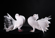 Two White Pigeons
