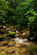 Tropical stream