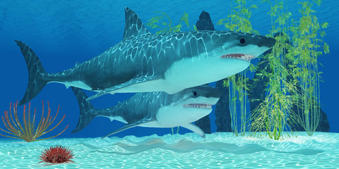 Poster - Pleistocene Megalodon Shark