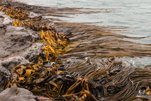 Kelp Seaweed