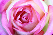 close up pink fresh rose
