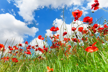 Wall Mural - Red poppy flowers