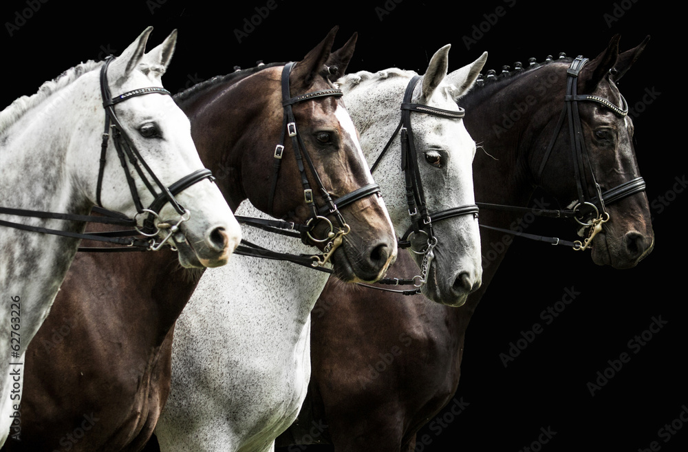 Obraz na płótnie Four horses in dressage competition isolated on black w salonie