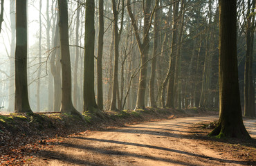 Wall Mural - empty lane in a forrest