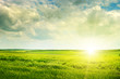 © alinamd - green field and sunrise