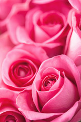 Fotomurales - beautiful pink roses background closeup