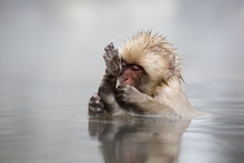 Baby Japanese Snow Monkey Sat In A Hot Spring