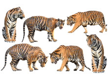 Bengal Tiger Isolated Collection