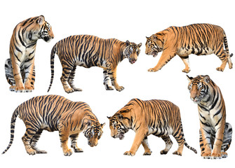 Poster - bengal tiger isolated collection