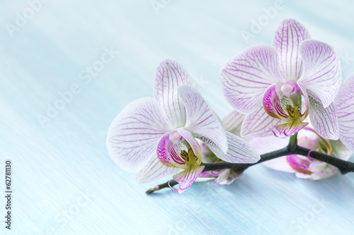 Plakat na papierze fotorealistycznym Różowa orchidea na niebieskim tle