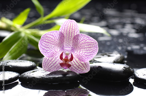 Fototapeta do kuchni pink orchid with stones and bamboo leaf wet background