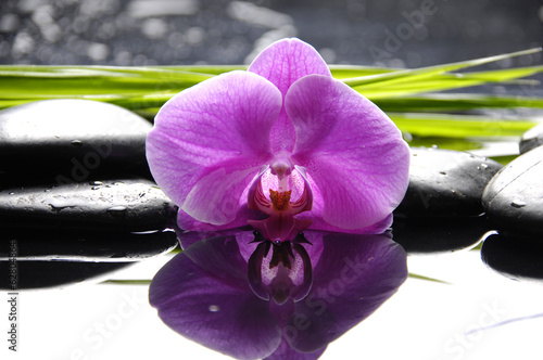 Obraz w ramie Pink orchid with zen stones and green leaves on black background