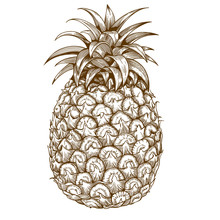 Engraving Pineapple On White Background