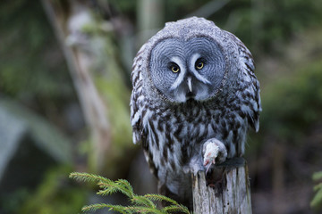 Sticker - Grey owl portrait while eating a mouse