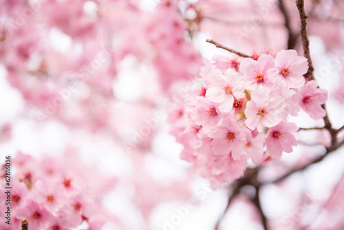  Plakaty orientalna   rozowy-kwiat-wisni