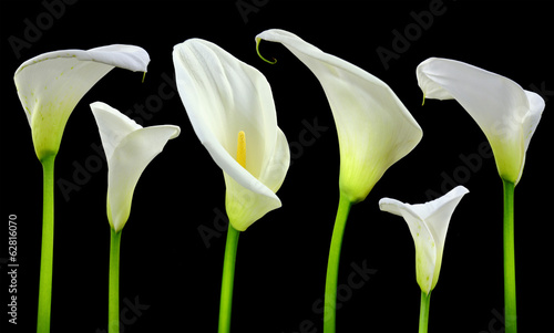 Fotografía Beautiful white Calla lilies on black background