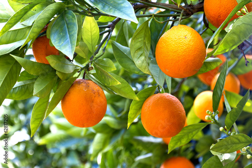 drzewo-pomaranczowe