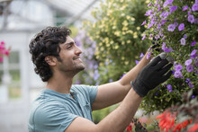 A Young Man Working In A Greenhouse Full Of Flowering Plants.