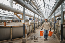 A Large Fish Farm Building Interior With Raised Water Tanks And Breeding Areas, And A Man With Buckets Of Water Or Feed. 