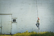 © Mint Images - A man climbing a ladder propped against a clapboard barn or farm building.