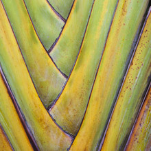 Traveller's Palm Or Fan Palm Tree, With Intersecting Leaf Stems, Fitting Closely Together, In Tulum, Mexico.