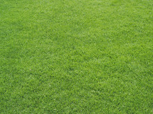 Green Grass Surface On An Athletics Sports Field