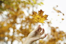 A Person's Hand Holding An Autumn Coloured Maple Leaf.
