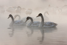 Cygnus Cygnus, Whooper Swans, On A Frozen Lake In Hokkaido.
