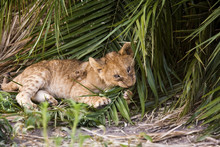 African Lion Cub Chewing At A Palm Leaf In Botswana
