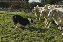 Sheepdog With Flock Of Sheep In Field