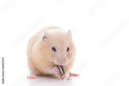 ひまわりの種を食べるキンクマハムスター Stock Photo Adobe Stock ひまわりの種を食べるキンクマハムスター Stock Photo Adobe Stock