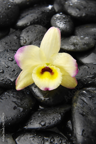 Naklejka na szybę black stones and pink orchid