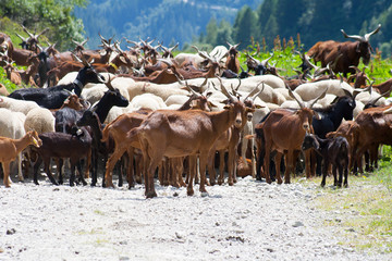 The goat herd on mountain dirt road