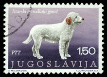 Stamp From Yugoslavia Shows The Istrian Coarse-haired Hounds