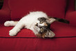 © Mint Images - A kitten on a red sofa, lying on its side.