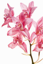 Pink Orchid Flowers On A Flowering Stalk. 