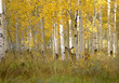 © Mint Images - Autumn in Uinta national forest. A deer in the aspen trees.