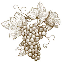 Engraving Grapes On The Branch On White Background