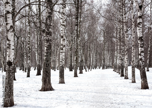 Board z aluminiowym obramowaniem Park miejski wiosna w marcu