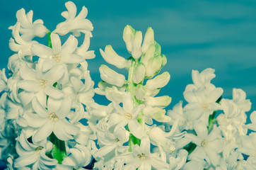 Wall Mural - white hyacinth