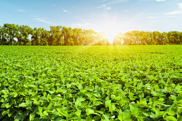 Soybean field