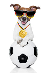 brazil  fifa world cup  dog