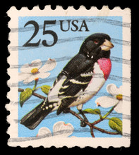 Stamp Printed In USA Shows Rose-breasted Grosbeak