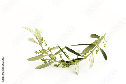 Ramoscello Di Ulivo Fiorito Buy This Stock Photo And Explore Similar Images At Adobe Stock Adobe Stock