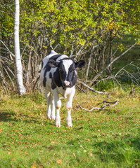 Poster - Cow on a meadow