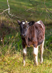 Poster - Cow on a meadow