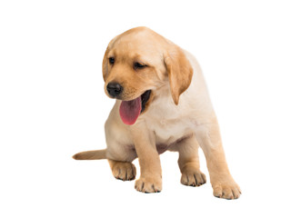 Wall Mural - labrador puppy isolated