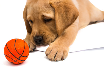 Poster - labrador puppy isolated