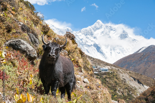 Fotoboard na płycie Jak sto w himalajach, z lhotse i everestem w tle